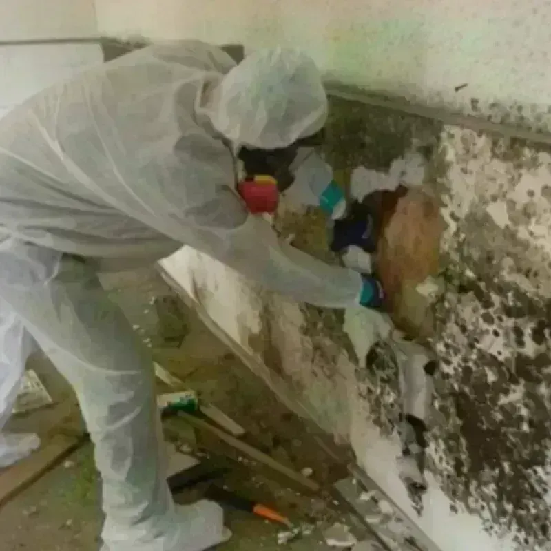 Mold Remediation and Removal in Henrico County, VA